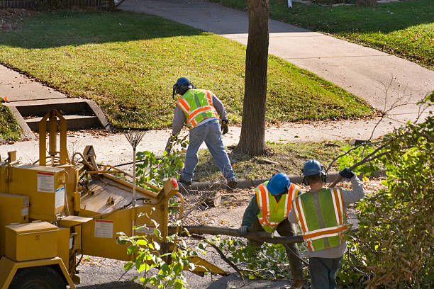 How Our Tree Care Process Works  in Macom, IL